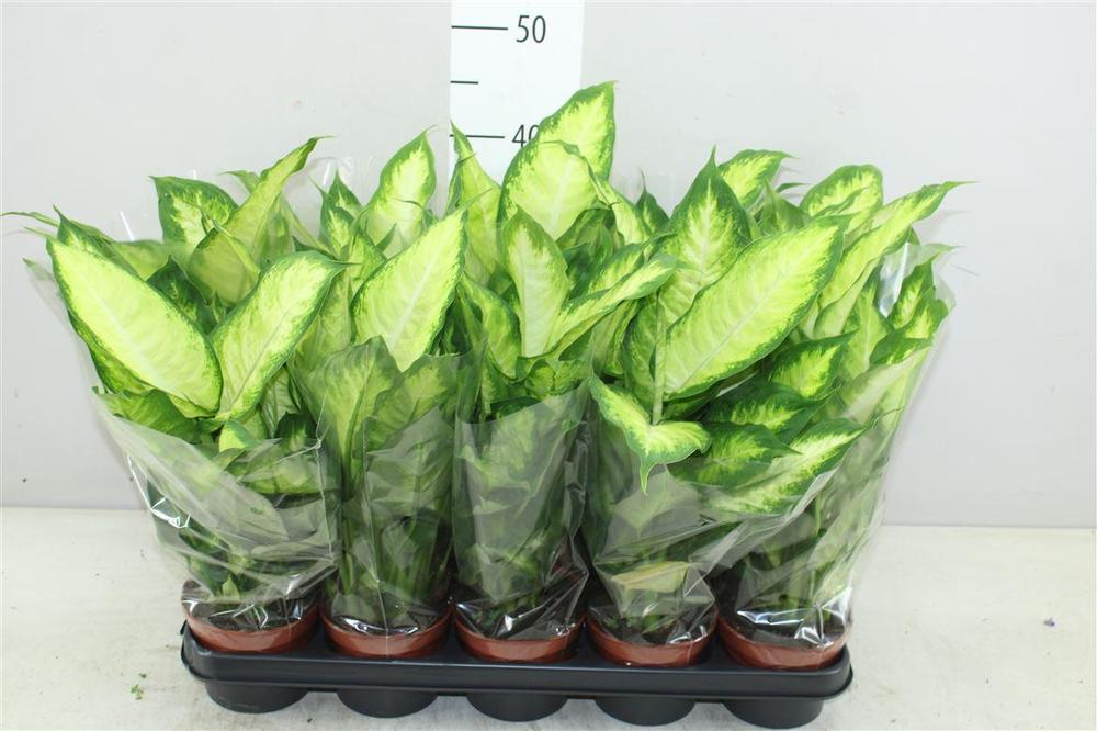 Dieffenbachia Camilla