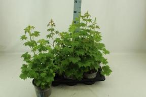 Delphinium Magic Mountain