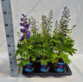 Delphinium Magic Mountain