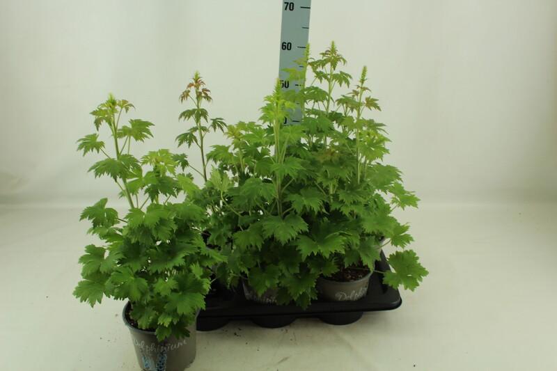 Delphinium Magic Mountain