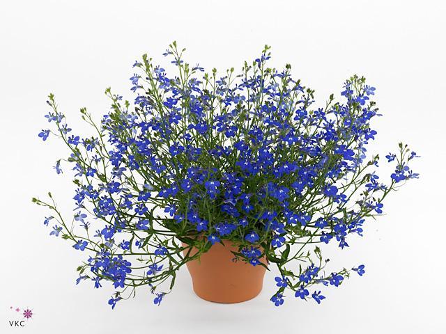 Lobelia převislá