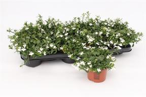 Lobelia převislá