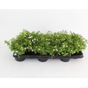 Lobelia převislá