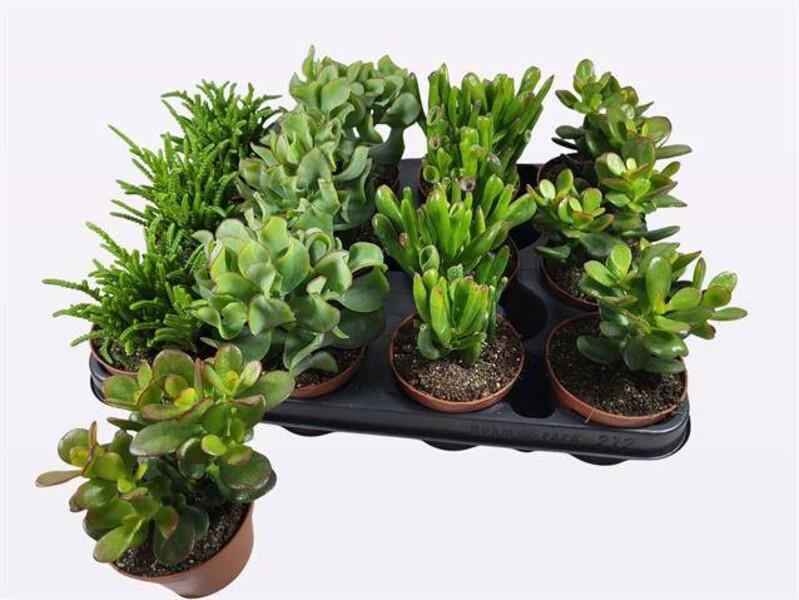 Crassula mix