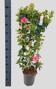 Mandevilla white