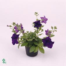Petunia Surfinia mix NL
