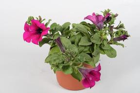 Petunia Surfinia mix NL