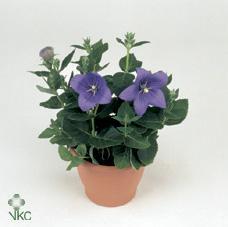 Platycodon astra mix