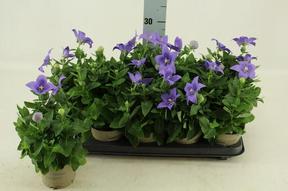 Platycodon astra mix