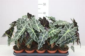 Alocasia Polly