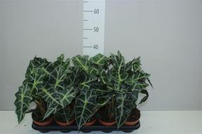 Alocasia Polly