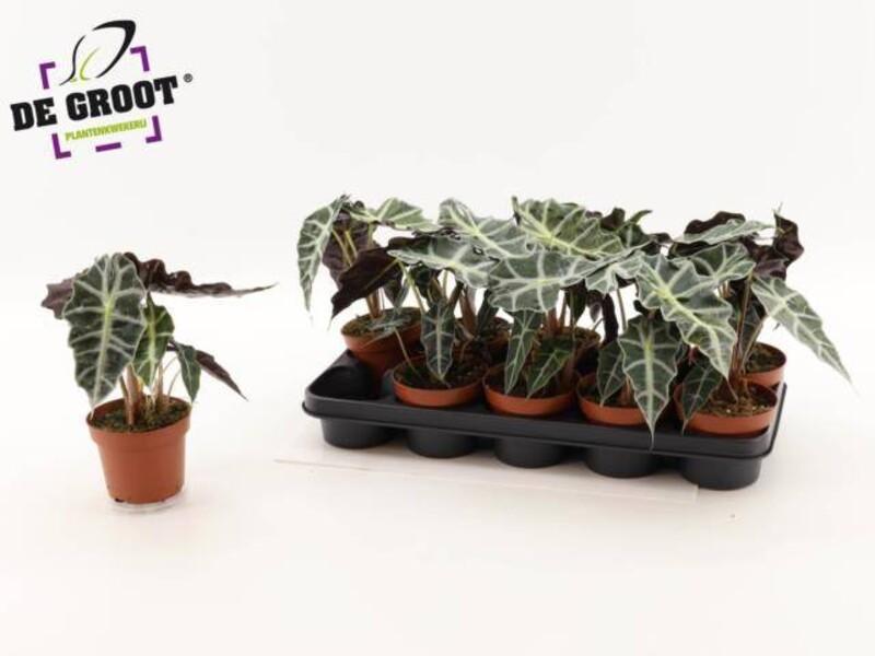 Alocasia Polly