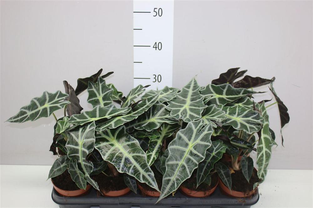 Alocasia Polly
