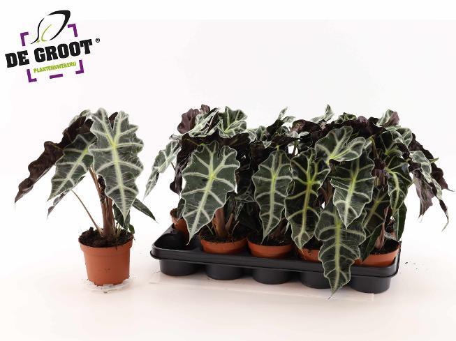 Alocasia Polly