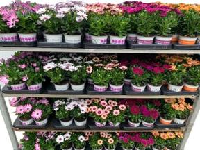 Osteospermum mix