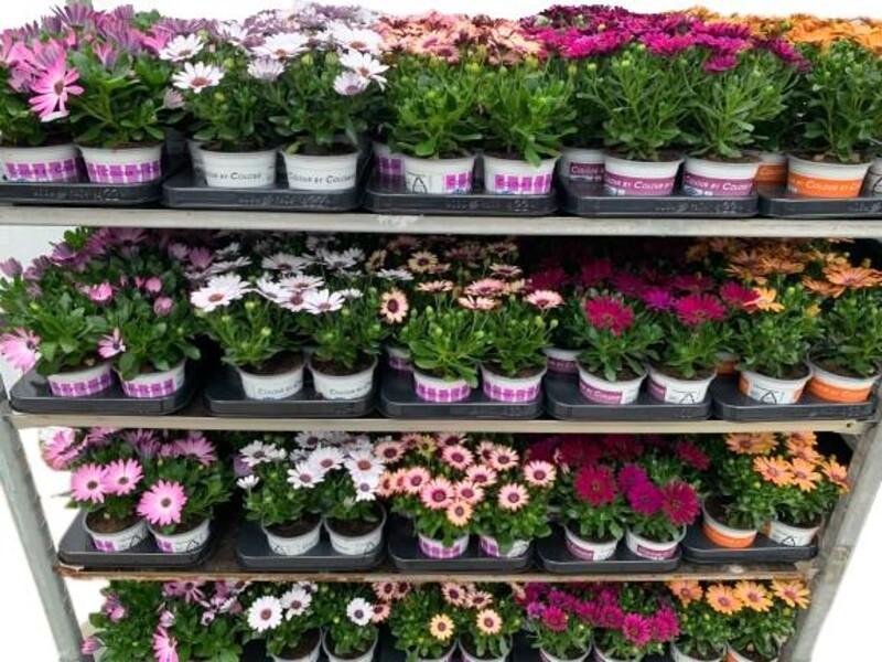 Osteospermum mix