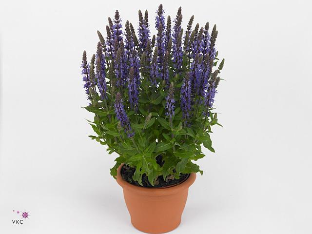 Salvia nemorosa blue
