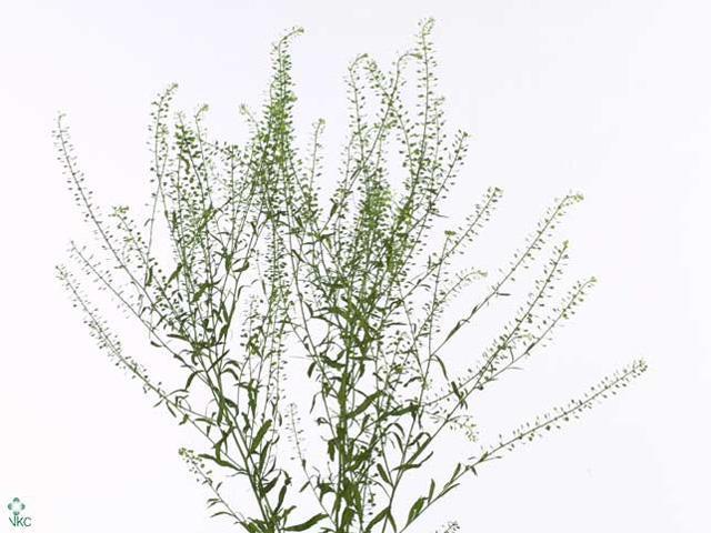 Thlaspi green bell
