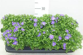 Campanula isophylla Bicolor