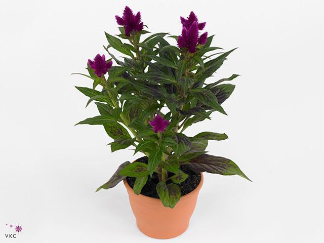 Celosia Purple Caracas