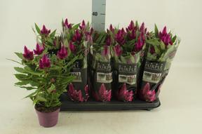 Celosia Purple Caracas