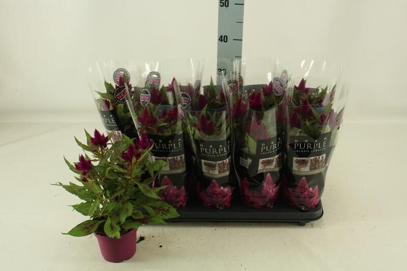 Celosia Purple Caracas