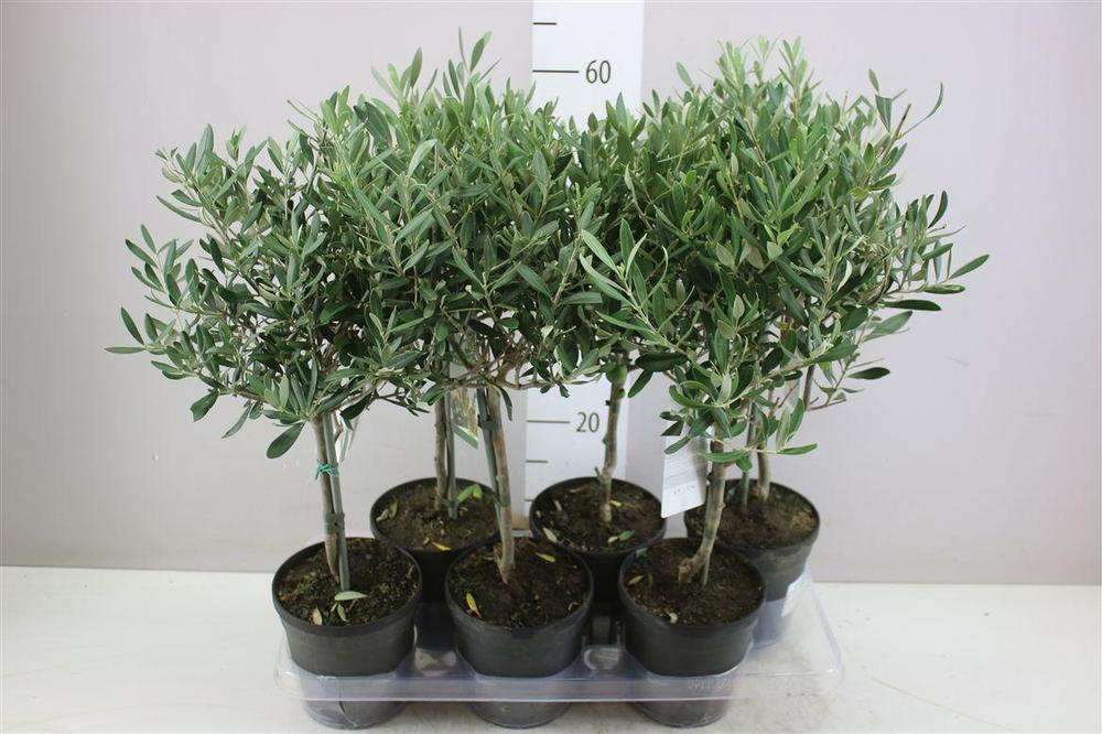 Olea europaea