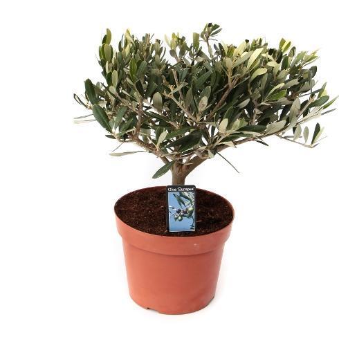 Olea europaea