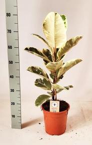 Philodendron Brasil sloupek