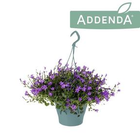Campanula port.