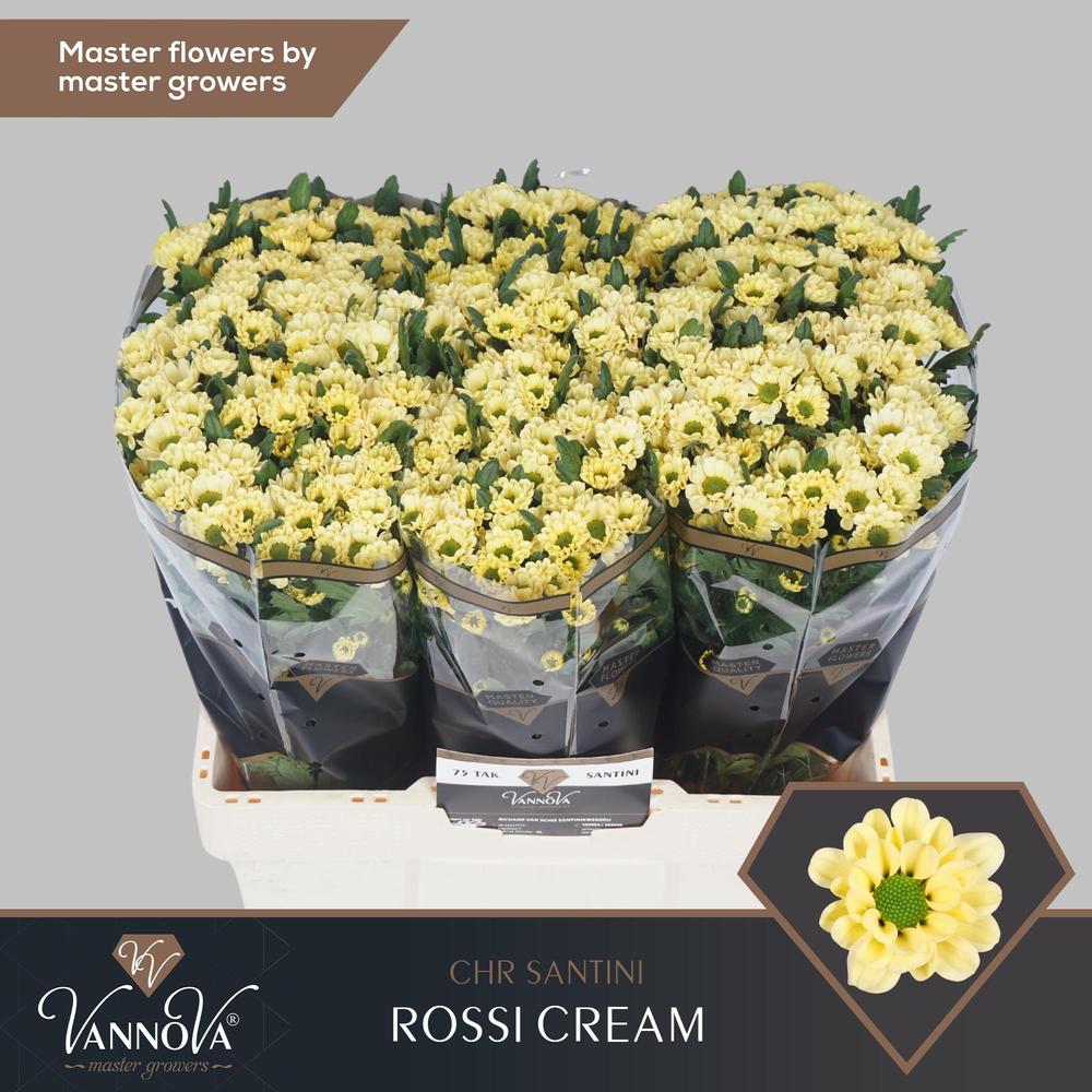 Chrys sa rossi cream