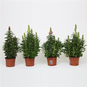 Antirrhinum majus