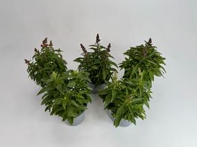 Antirrhinum majus