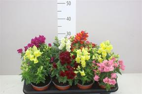 Antirrhinum majus