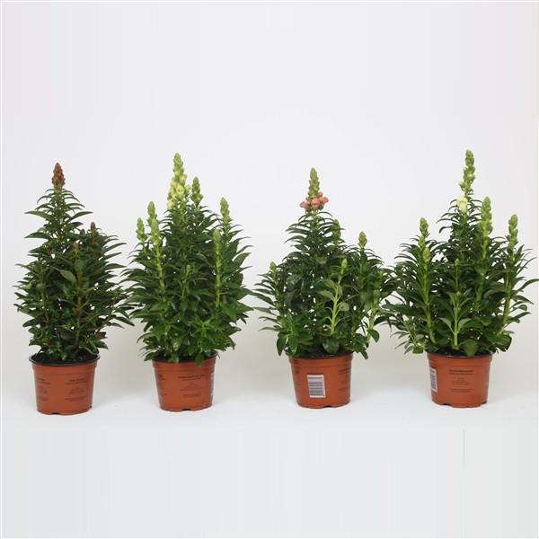 Antirrhinum majus