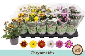 Chrysanthemum mix NL