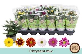 Chrysanthemum mix NL