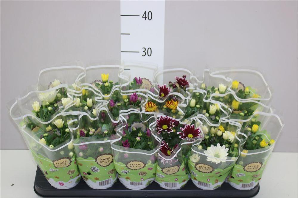 Chrysanthemum mix NL
