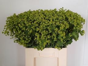 Alchemilla robustica