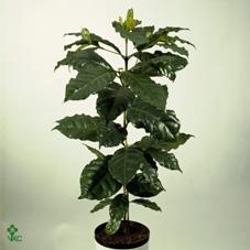 Coffea arabica