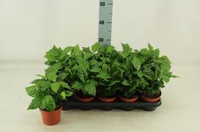 Coffea arabica