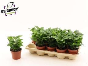 Coffea arabica