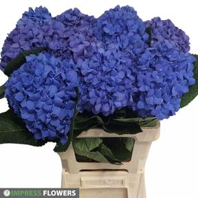 Hydrangea pimpernel