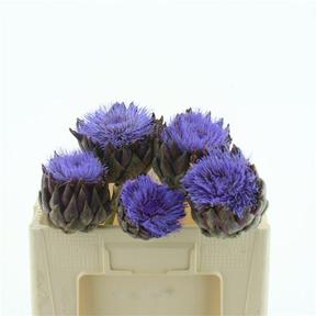 Cynara scolymus
