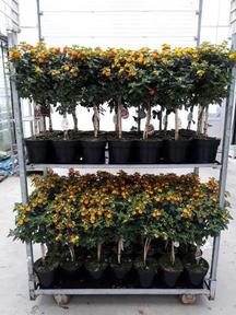 Lantana stromek