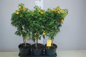 Lantana stromek