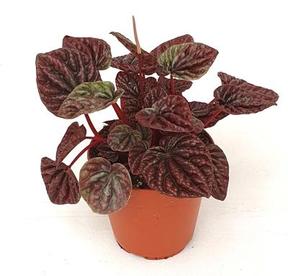 Peperomia angulata