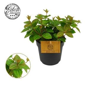 Peperomia angulata