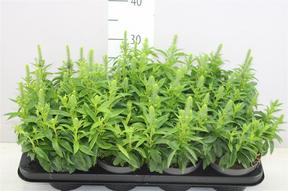 Veronica spicata Blue
