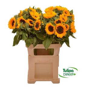Helianthus orange DIRECT - (pl)